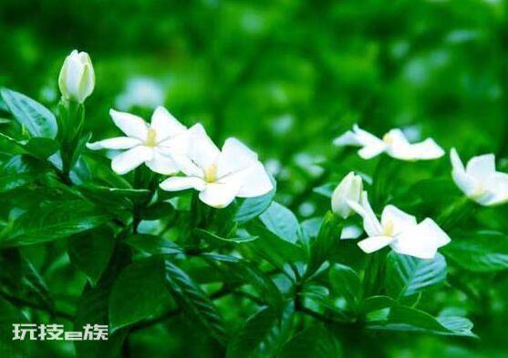 栀子花开的寓意和象征意义(栀子花开花代表的花语意思)-图片5